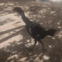 مرغ لاری جوان تازه تخم