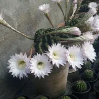 آلوئه‌ورا/کاکتوس/سانسوریا