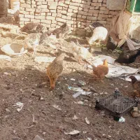 مرغ خروس  وبوقلمون