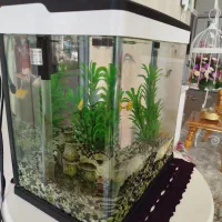 آکواریوم شرکتی|ماهی|کویرات, |دیوار