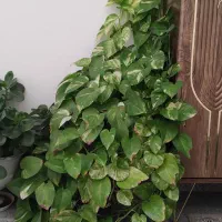 گل های آپارتمانی