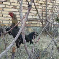 تخم لاری نطفه دار|حیوانات مزرعه|قم, شهر قائم|دیوار