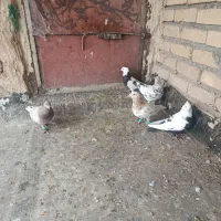 کبوتر|پرنده|اسفرورین, |دیوار