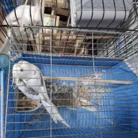 فروش عروس هلندی|پرنده|رشت, پاستوریزه|دیوار