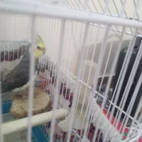 عروس هلندی