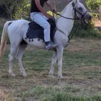 اسب فروشی نریان ۹ساله ب صورت نقد و شرایطی