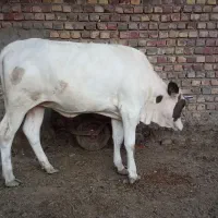 گوساله چاق گوشتی