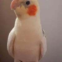 یک جفت عروس هلندی مولد