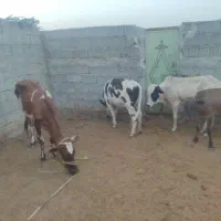 گاو و گوساله