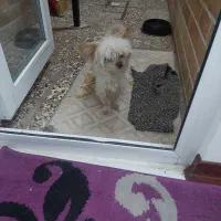 سگ نژاد گرگ شایر|سگ|سبزوار, غرب نیروگاه|دیوار