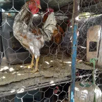 مرغ و خروس محلی دهبکری