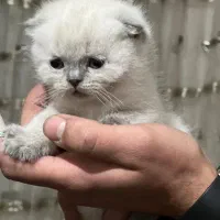 واگذاری پیشی گربه های ناز و شیطون