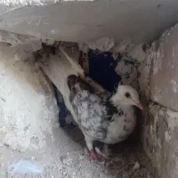 کبوتر معاوضه ای|پرنده|اردبیل, |دیوار