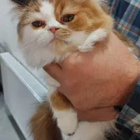 دو گربه پرشین ماده دوقلو|گربه|قوچان, |دیوار