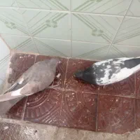 کفتر جفتی|پرنده|شیراز, شهرک والفجر|دیوار