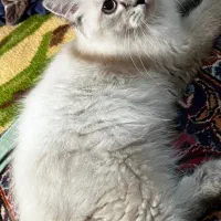 گربه پرشین سوپر فلت ۸ماهه گارفیلد