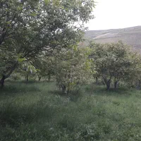 یونجه تازه چین اول