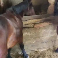 مادیون کرد 5سال