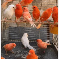 پرورش قناری فکتور