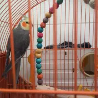 فروش عروس هلندی|پرنده|اندیمشک, |دیوار