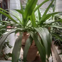 گلدان گل|گل و گیاه طبیعی|اردکان, |دیوار