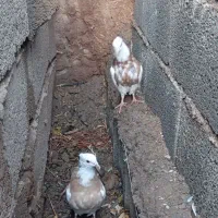 طوقی|پرنده|نگار, |دیوار