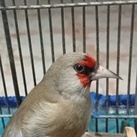 سهره کرمونی