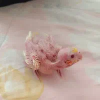جوجه ی عروس هلندی