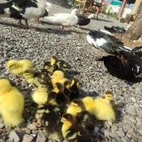 جوجه اردک اسراییلی|حیوانات مزرعه|رشت, توشیبا|دیوار