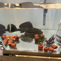 کت فیش لجنخوار اسپرت و کت رافائل