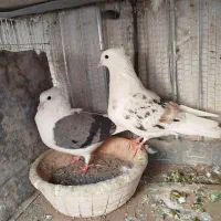 پشت هفت رنگ و سبز و زرد