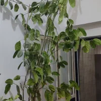 دو عدد گل طبیعی یکیش دیفن ویکیش هم درخت پرتقال|گل و گیاه طبیعی|قروه, |دیوار