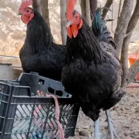 خروس تمام سیاه جوان ارگانیک خانگی|حیوانات مزرعه|تهران, شهرک امام خمینی|دیوار