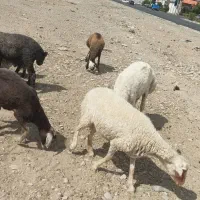 گوسفند زنده|حیوانات مزرعه|اندیشه, شهرک المهدی|دیوار