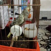 جفت عروس هلند