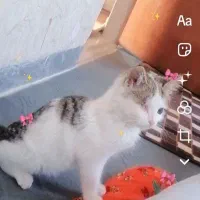 واگذاری گربه