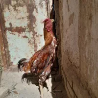 یک مرغ و دوتا خروس لاری|پرنده|مشهد, بهارستان|دیوار