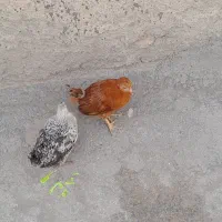 دوعدد جوجه ۴ماهه