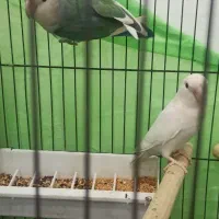 طوطی برزیلی جفت|پرنده|اهواز, شهرک اکباتان|دیوار