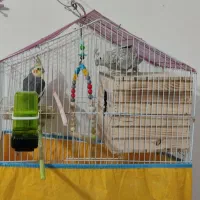 عروس هلندی جفت