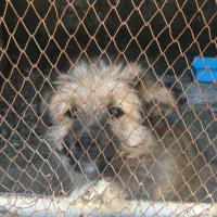 واگذاری سگ اشپیتز 4 ماهه