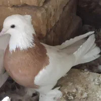 طوقی پالخت و پاپر سلطنتی|پرنده|پیر بکران, |دیوار