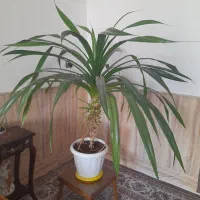 گل طبیعی|گل و گیاه طبیعی|نیشابور, کوی حسینی|دیوار