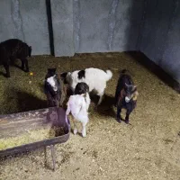 ماده بزغاله|حیوانات مزرعه|شاهرود, |دیوار