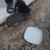 واگذاری بچه گربه رایگان