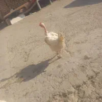 خروس گلین و مرغ گردن لوخت عربی|حیوانات مزرعه|باوی, |دیوار