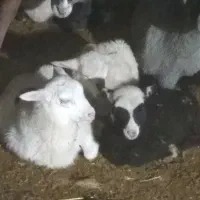 بره رومن و رومانوف|حیوانات مزرعه|لاهیجان, بازکیاگوراب|دیوار