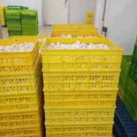 قارج درجه یک|خوردنی و آشامیدنی|اندیمشک, |دیوار