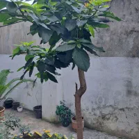 گل سیکاس ودرخت آواکادو|گل و گیاه طبیعی|رشت, حمیدیان|دیوار