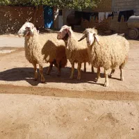 گوسفند اصیل سنجابی